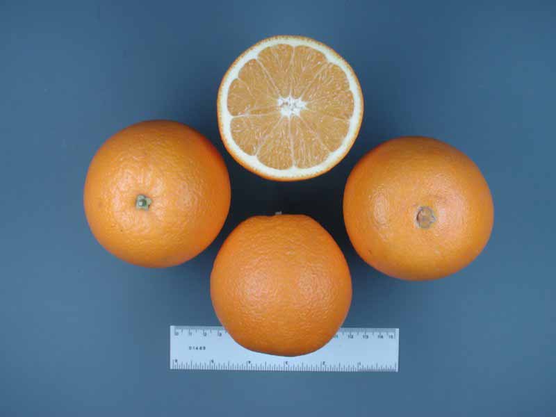              Fruit and fruit cross-section (© J.W. Sauls, Texas   AgriLife Extension)       